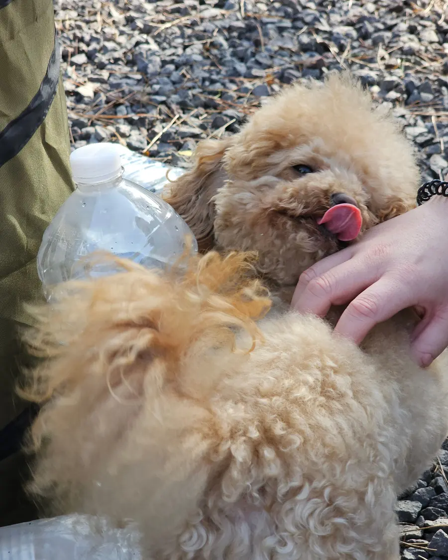 손길에 혀를 내미는 곱슬털 강아지